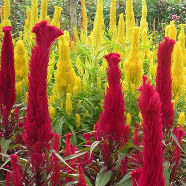 Hoa móng gà đuôi phụng nhiều màu - CELOSIA SCARLET FEATHER MIX