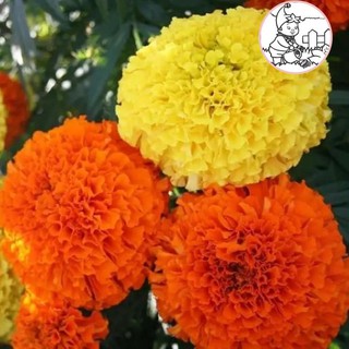 Hạt hoa vạn thọ 2 màu m-01 - gói 1 gram