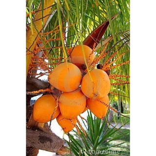 Cây dừa lửa giống trái vàng