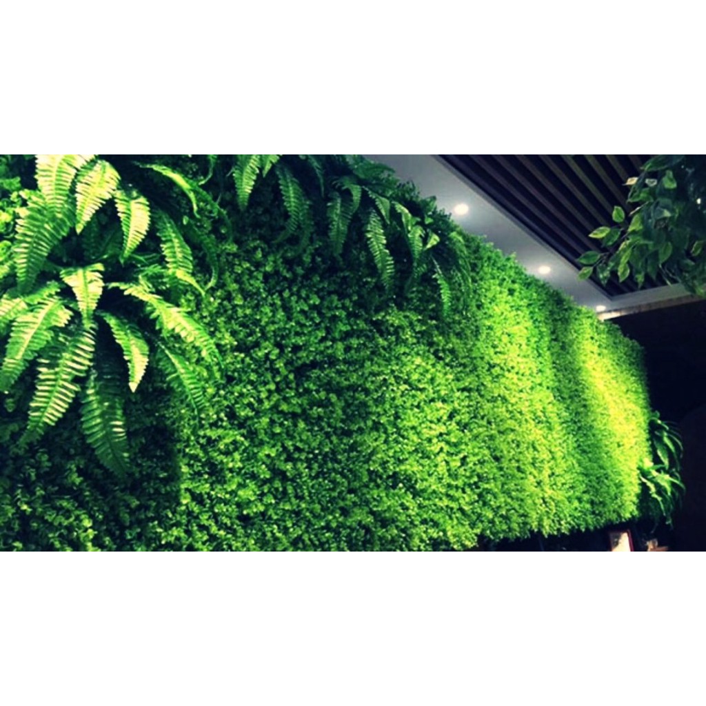 Thảm Cỏ Nhân Tạo Tai Chuột