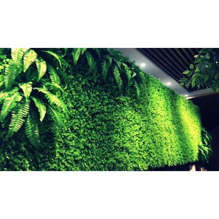 Thảm Cỏ Nhân Tạo Tai Chuột