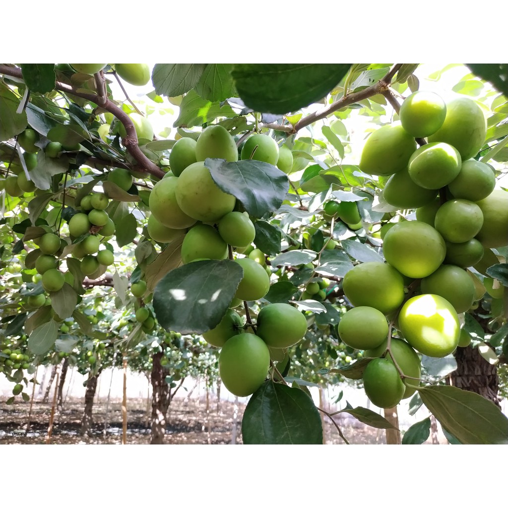 Táo Sấy - Đặc sản Phan Rang Ninh Thuận (500 gram) | BigBuy360 - bigbuy360.vn