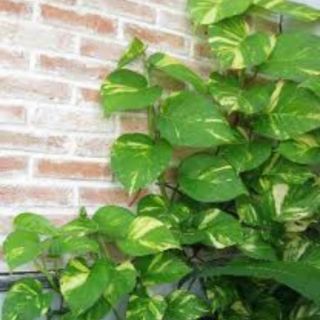 Compo 5 chậu trầu bà ta - chậu nhựa dây treo - kt: r25cm x c20cm/chậu