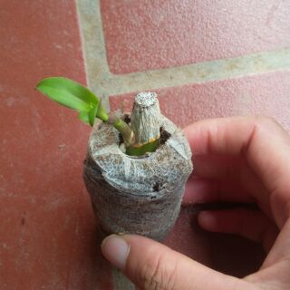 15 Viên nén ươm hạt ( xơ dừa )