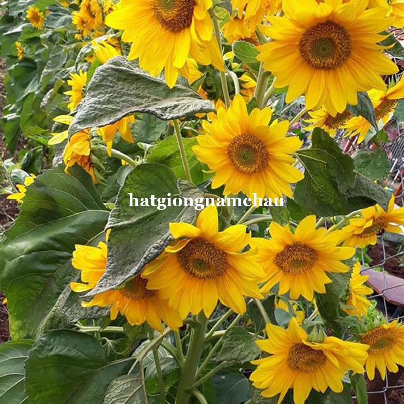 30H - HẠT GIỐNG HOA HƯỚNG DƯƠNG SIÊU BÔNG VÀNG