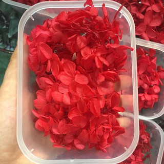 Hoa khô đủ màu chụp ảnh