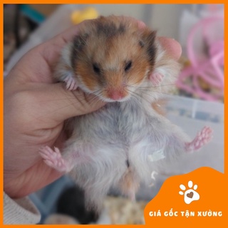 Hamster bear (tam thể)
