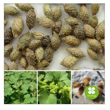 Ké đầu ngựa (gói 1kg) - OLF172
