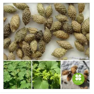 Ké đầu ngựa (gói 1kg) - OLF172