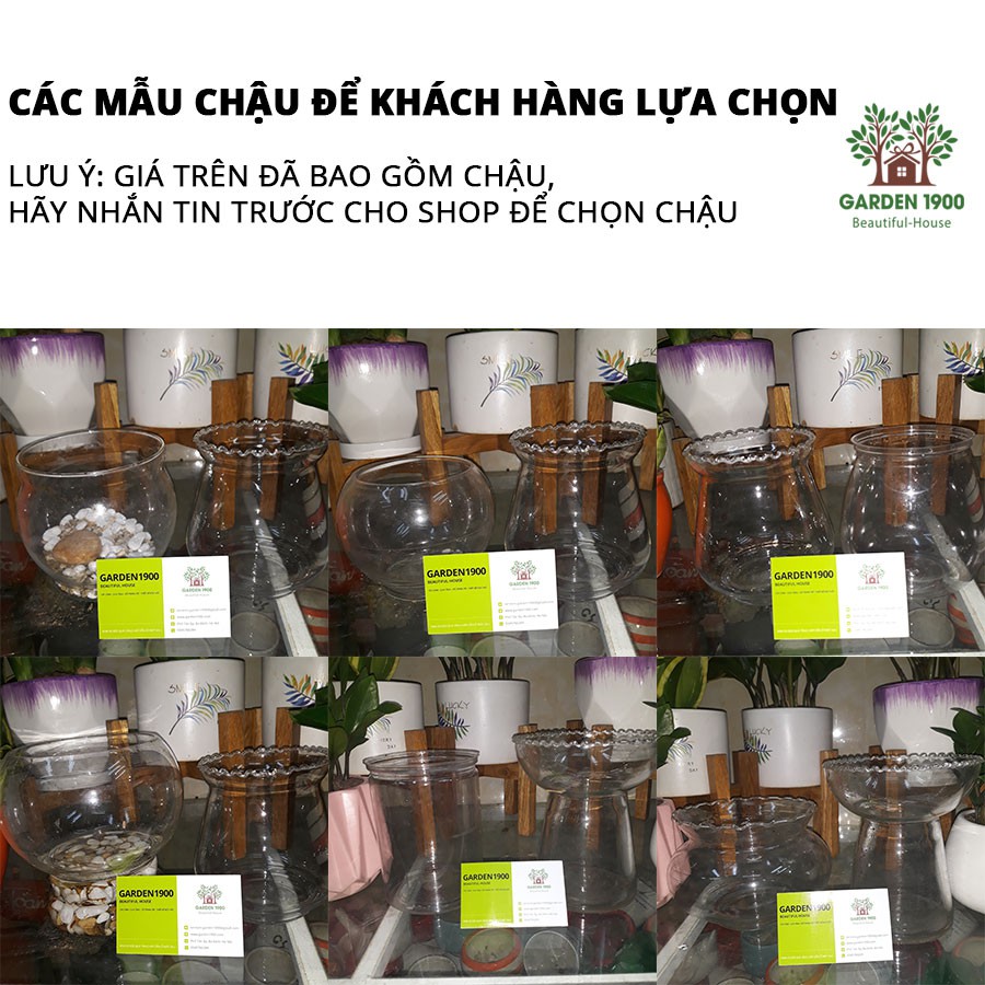 Cây trầu bà thái xanh thủy sinh - Cây để bàn tuổi thọ cao, bền đẹp - Garden1900