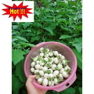 ⚡️Hạt Giống Cà Pháo Trắng Cao Sản F1⚡️ Sinh Trưởng Khỏe Chống Chịu Sâu Bệnh TẶNG KÍCH MẦM