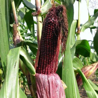 Hạt giống ngô nếp tím Thái Lan F1 - 10gr