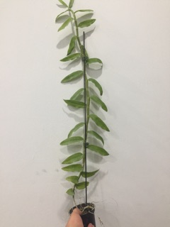 Hoa phong lan Đại Bạch Long hành đài