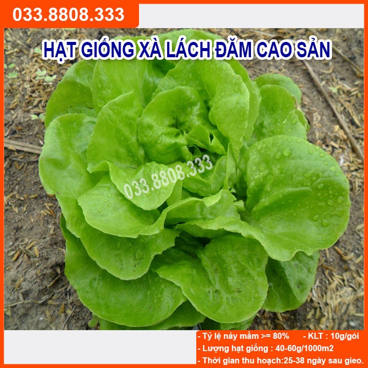 Hạt Giống Xà Lách Đăm ( Xà Lách Hoa Hồng) 2g - Giống Tốt Giá Rẻ