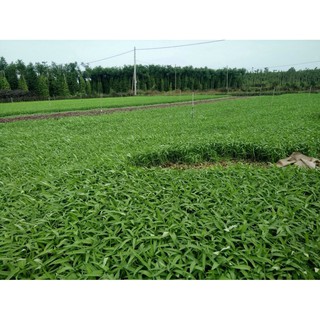 Rau Muống Lá Tre RĐ 12 - Rạng Đông