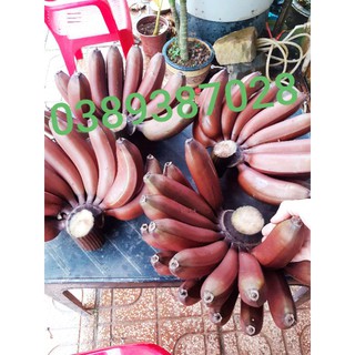 cây giống chuối đỏ