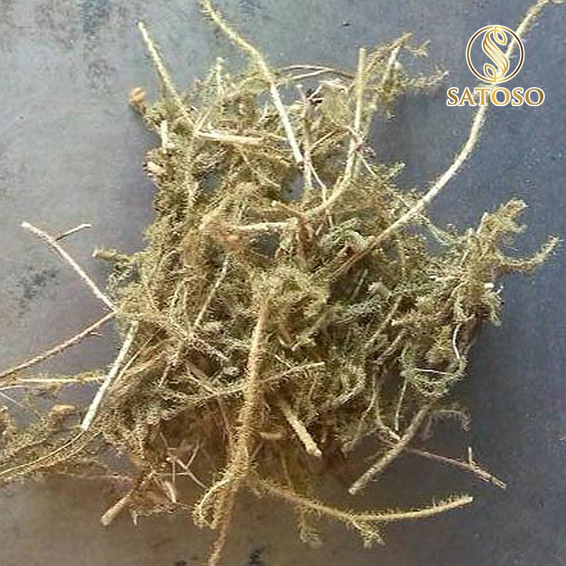 Cây thông đất khô SATOSO 1kg thượng hạng SA38