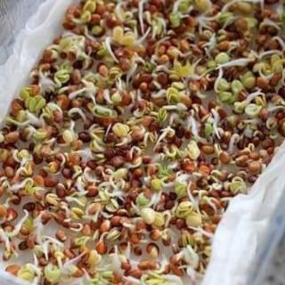 RAU CẢI MẦM THÁI LAN