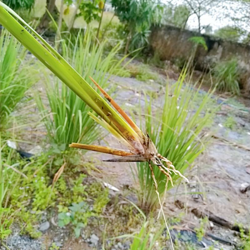 25 tép cỏ vetiver chống xói mòn_ rễ trần
