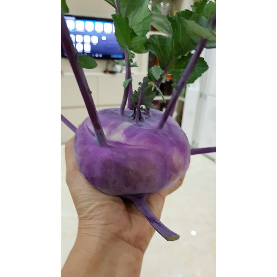 Hạt Giống Su Hào Tím - 30 Hạt