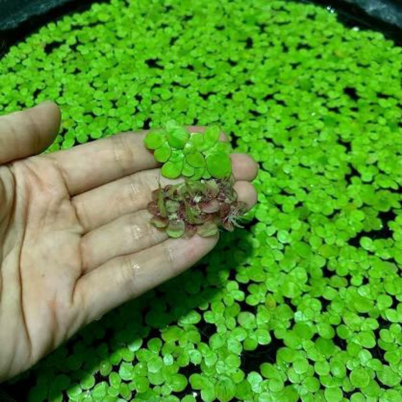100 cây Bèo tấm tía