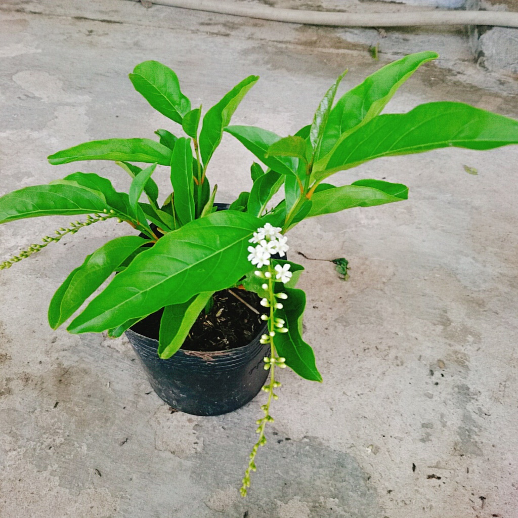 Cây Lài Thái  - hoa trên 10 ngày mới tàn cùng với hương thơm ngào ngạt