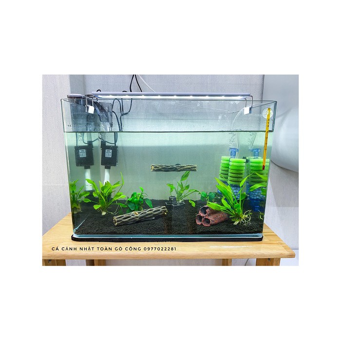 LỦA CHOLLA 15CM TRANG TRÍ HỒ TÔM TÉP CÁ CẢNH