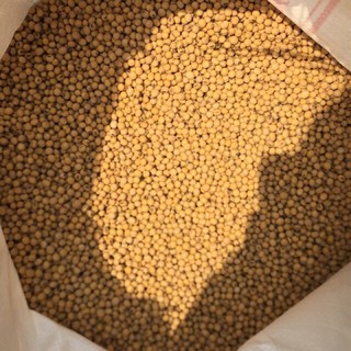 Đỗ tương (Đậu nành)  Canada 500 gram - 1 kg