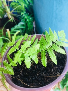 Dương Xỉ chậu nhỏ
