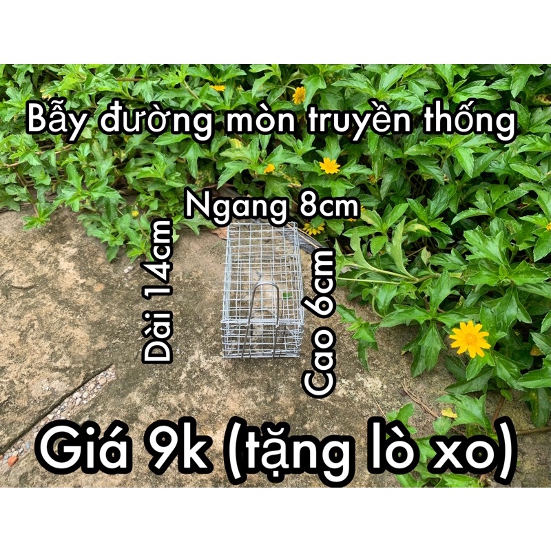 Bẫy chuột đường mòn