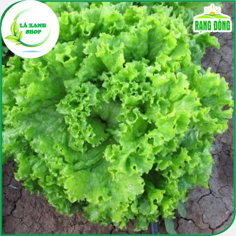 Hạt giống Xà Lách Xoăn Xanh Chịu Nhiệt Trồng Quanh Năm, Sinh Trưởng Tốt (gói 5 gram) - Hạt giống Rạng Đông