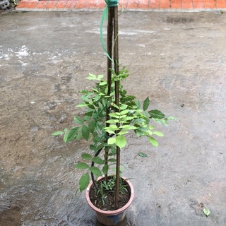 Combo 2 Cây hoa tử đằng (ảnh thật số 2).