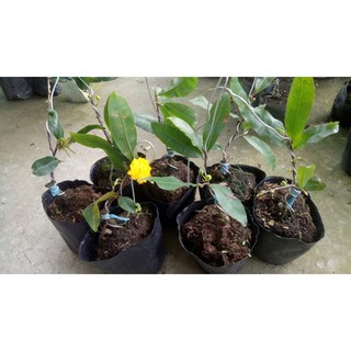 Mai cúc cây ghép (gửi cây như hình)