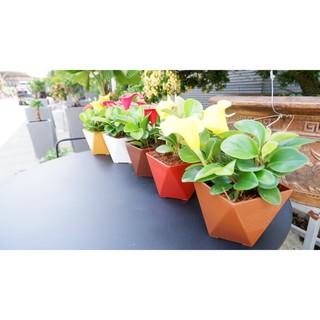 Chậu Nhựa Trồng Cây Vuông Vát Cạnh Để Bàn 11x6.8x9.3cm - Trồng Cây Cảnh, Hoa Kiểng (Hàng VNXK)