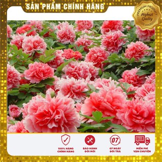 Hạt Giống Hoa Mẫu Đơn Kép ( 6 hạt)