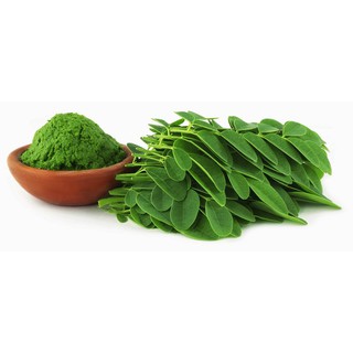 Hạt giống cây chùm ngây - cây thuốc