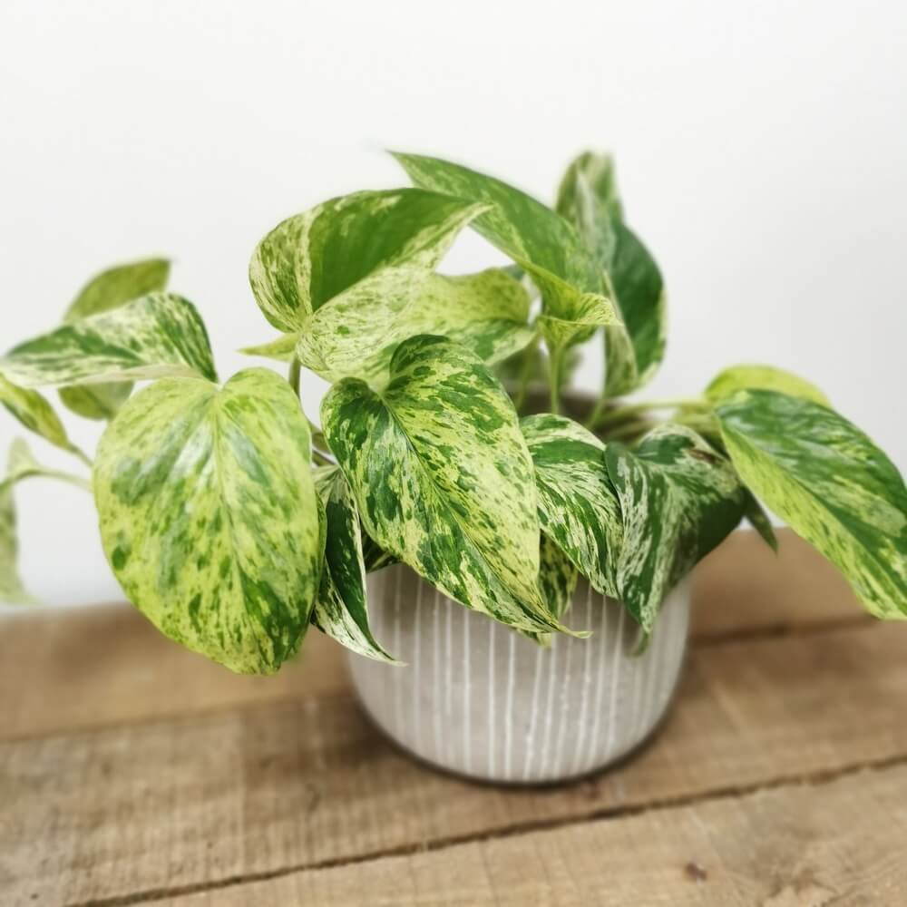 Cây giống Epipremnum aureum Marble Queen (Trầu Bà Cẩm Thạch) chậu nhựa