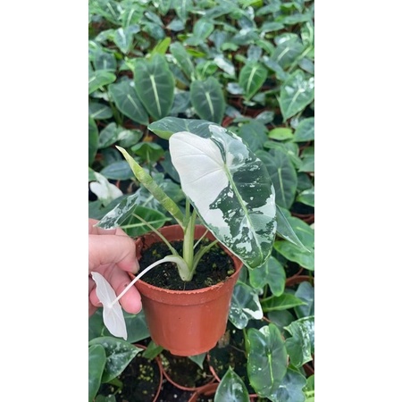 alocasia frydek var( cây cỡ trung)