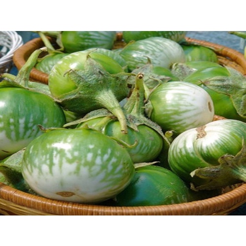 Hạt giống Cà bát xanh sọc (Cà da ếch) cao sản Phú Điền_ quả to, năng suất cao