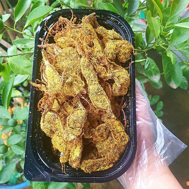 Ô mai Me gừng chua ngọt hộp 300g và hộp 500gr