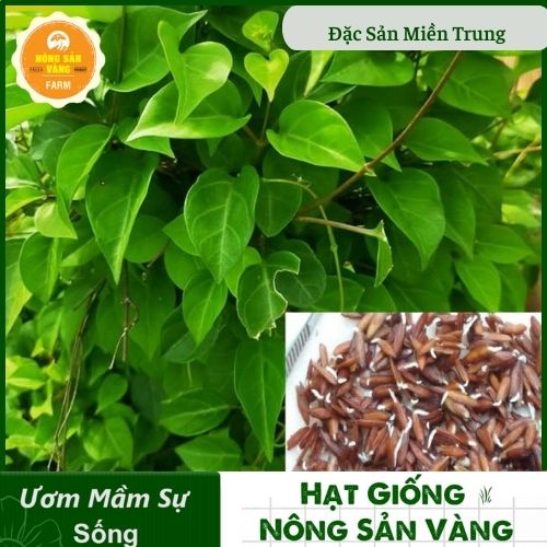 [HCM]Hạt giống Dây Leo, La Gim, Dễ Trồng, Nảy Mầm Cao, Năng Suất Cao - Nông Sản Vàng