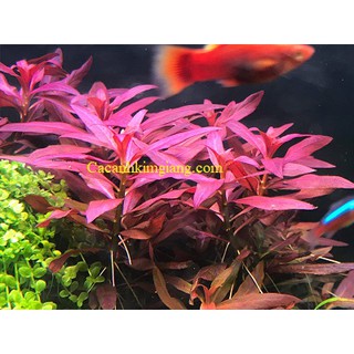 Cây thủy sinh cắt cắm đẹp dễ trồng dễ chăm sóc - cây thủy sinh cắt cắm 10k/ khóm 8 - 10 thân