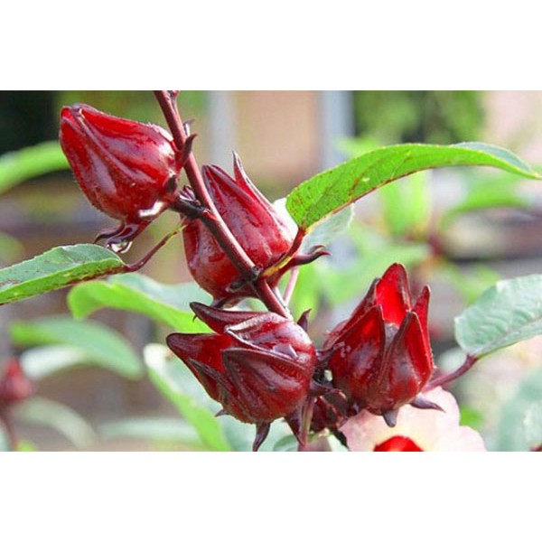 HẠT GIỐNG CÂY ATISO ĐỎ (BỤP GIẤM)