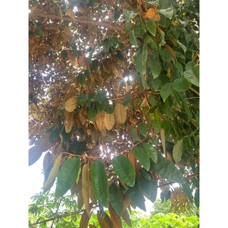 Lá vú sữa tươi khô 300g