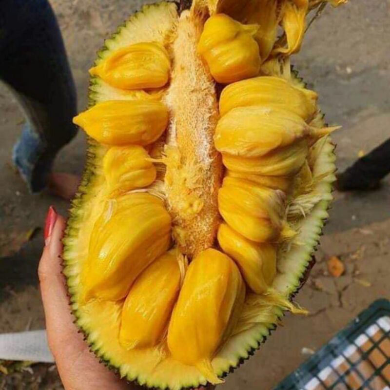 Cây giống Mít Tố nữ, mít mã lai