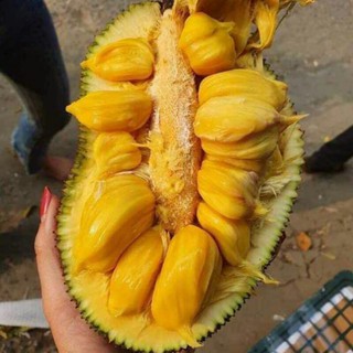 Cây giống Mít Tố nữ
