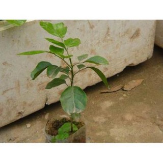 sản phẩm CÂY QUẤT HỒNG BÌ
