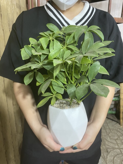 CÂY PHONG THỦY NGŨ GIA BÌ - TẶNG CHẬU SỨ