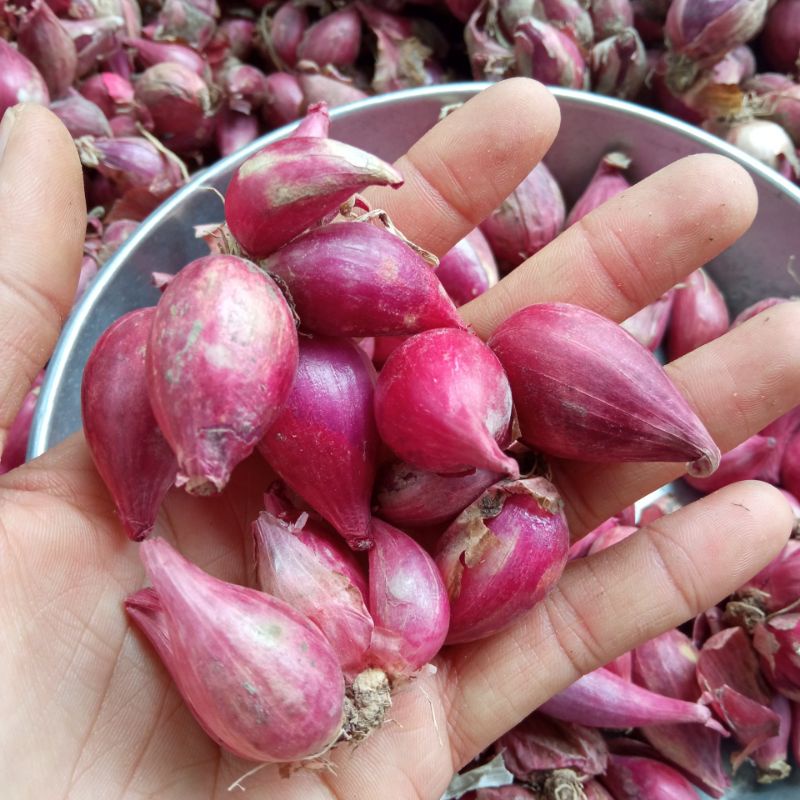 Hành tím Phan Rang chất lượng 1kg