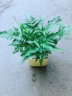 Chậu Cây Dương Sỉ Kiểng